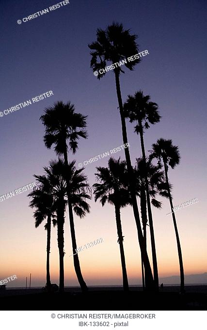 Palms at sunset at Venice Beach, Los Angeles, California, USA