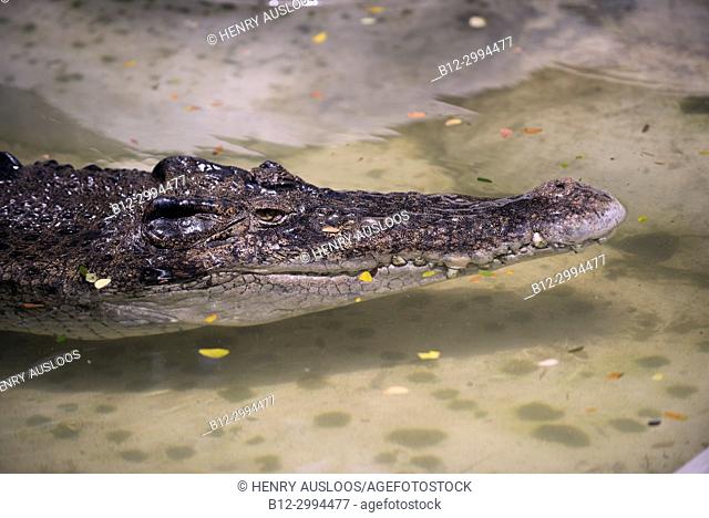 Saltwater crocodile , portrait (Crocodylus porosus) Thaïland