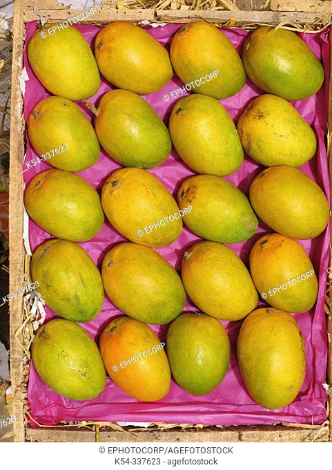Mangoes (Mangifera indica, fam. Anacardiaceae) -the flesh of a mango is peachlike and juicy- at marketyard. Pune, India