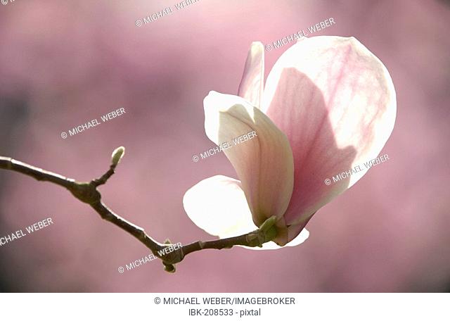 Tulip-magnolia Magnolia x soulangeana) Amabilis