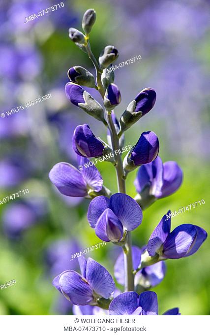 Blue wild indigo as a medicinal plant for natural medicine and herbal medicine