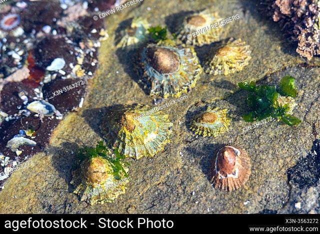 Limpets at Shark Island, Luderitz , Namibia