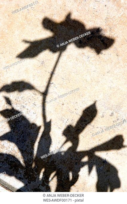 Common Peony Paeonia officinalis, silhouette