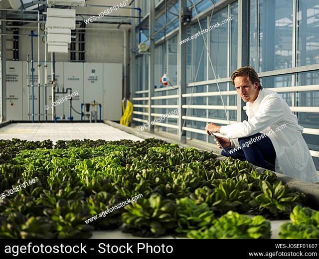 Scientist with tablet examining lettuce in a greenhouse
