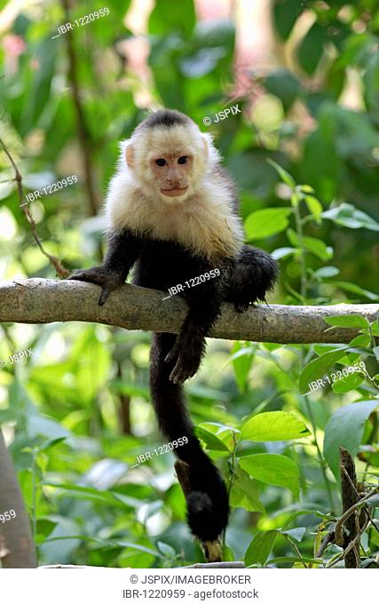 White-headed capuchin monkey (Cebus capucinus), adult animal on tree, Roatan, Honduras, Central America
