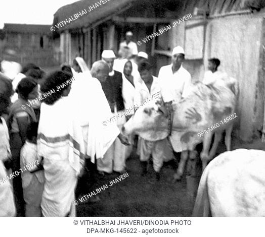 Mahatma Gandhi , surrounded by Sushila Nayar and others , feeding a cow at Sevagram Ashram , 1944 NO MR