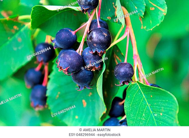 Clusters of ripe saskatoon berries hanging in summer