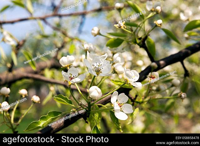 the flowers of fruit-trees photographed by a close up. spring season