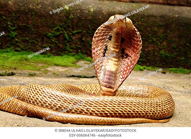 A cobra with its open hood, Poona, Maharashtra, India