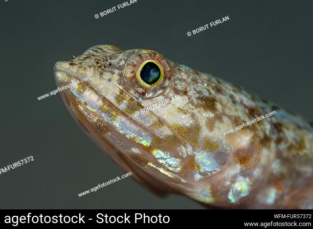 Variegated Lizardfish, Synodus variegatus, Marsa Alam, Red Sea, Egypt