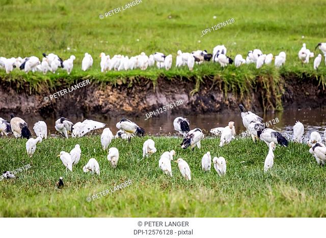 Egrets and Black-headed ibises (Threskiornis melanocephalus), Ngorongoro Crater, Ngorongoro Conservation Area; Arusha Region, Tanzania