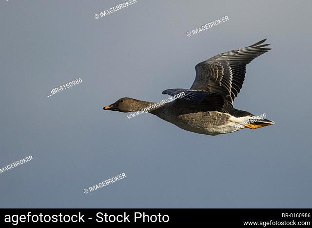 Bean goose (Anser fabalis), Tundrasa goose, Texel, Netherlands
