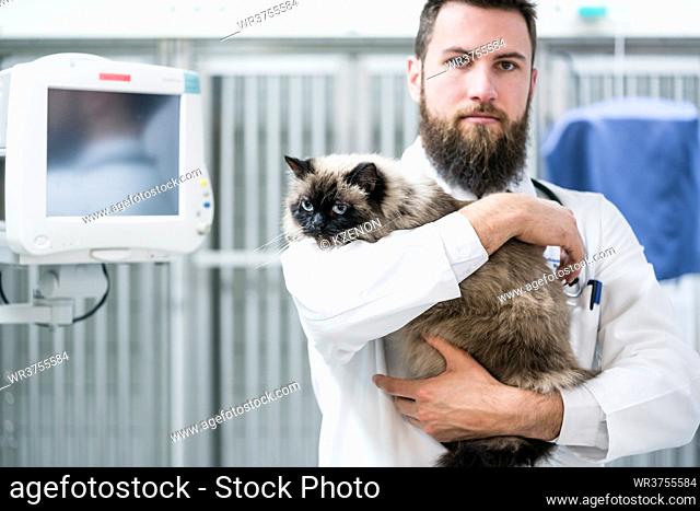 Veterinarian pet doctor holding his cat patient in animal clinic