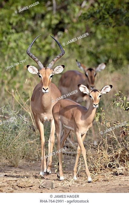 Male and female impala Aepyceros melampus, Kruger National Park, South Africa, Africa