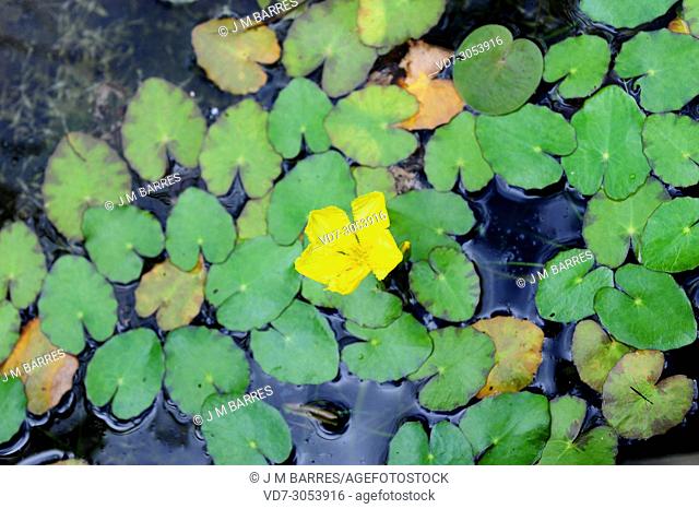 Fringed water lily or floating heart (Nymphoides peltata) is an aquatic perennial herb native to Asia and Mediterranean region