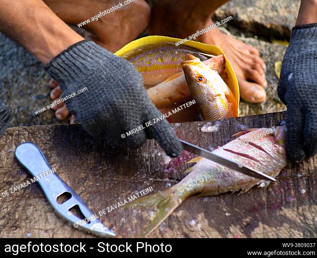 fisherman hands cleaning fish