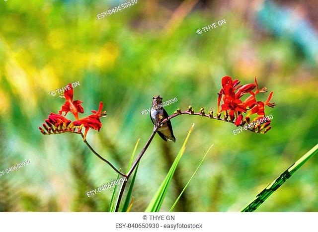 Immature male Rufous Hummingbird perched on a stalk of Crocosmia flowers in summer