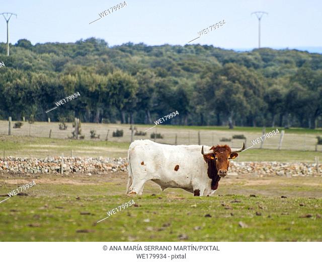 A cow of berrenda en colorado breed cows grazing in the dehesa in Salamanca (Spain). Ecological extensive livestock concept