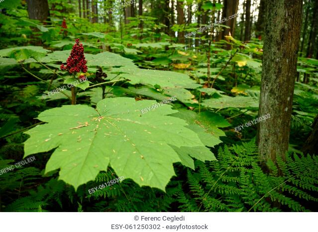Close up photo of devil's club (Oplopanax horridus) leaves and fruit in the dark rainforest, British Columbia, Canada