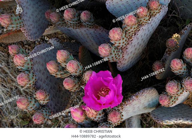 Beavertail Cactus, Opuntia basilaris, Joshua Tree, National Park, California, USA, United States, America, flower, red