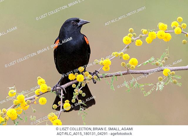 Agelaius phoeniceus, Red-winged Blackbird