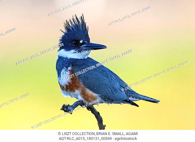 Megaceryle alcyon, Belted Kingfisher