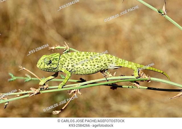 Chameleon (Chamaeleo chamaeleon), Doñana National Park, Andalusia, Spain