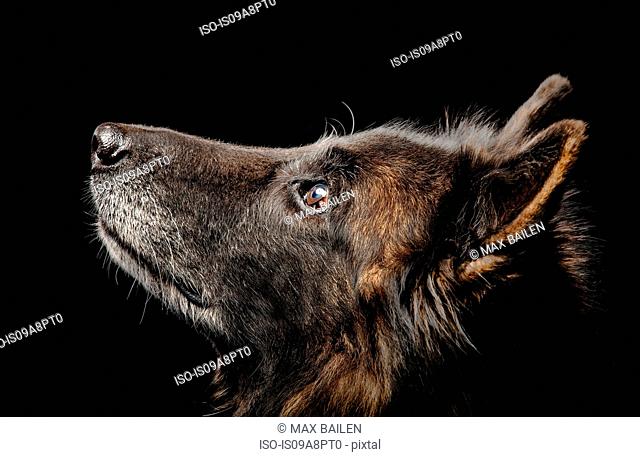 Studio portrait of alsatian dog looking up