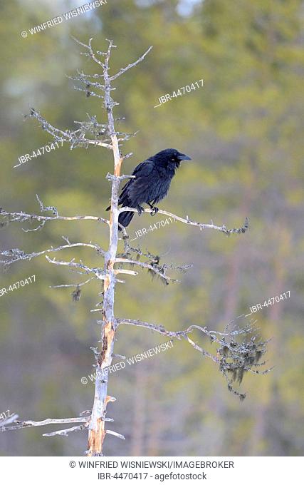 Common raven (Corvus corax) perched on dead Scots pine, northern Finland, Finland