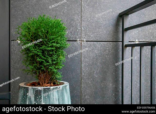 Green small spherical Chinese thuja in a concrete pot near the house at the entrance. Traditional home decorations. Entrance to the building
