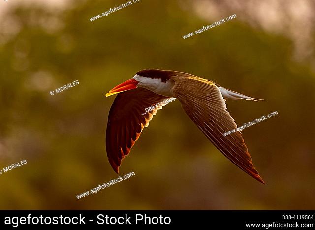 Africa, Zambia, Kafue natioinal Park, African skimmer (Rynchops flavirostris), flying