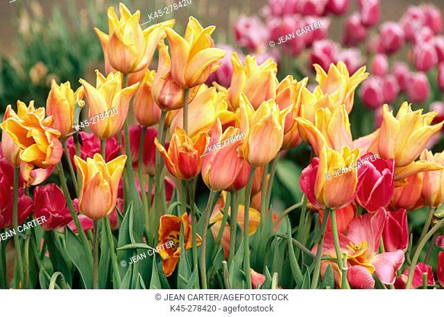 Mixed tulips in field. Wooden Shoe Bulb Company. Willamette Valley. Oregon. USA