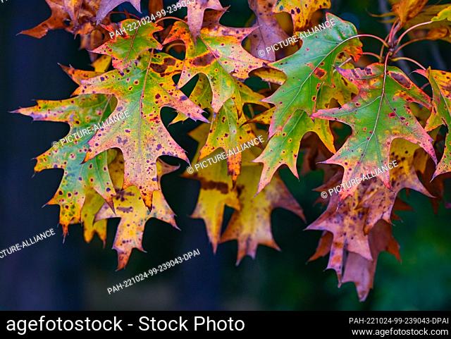 19 October 2022, Brandenburg, Sieversdorf: Autumn colored are the leaves of a red oak. Photo: Patrick Pleul/dpa. - Sieversdorf/Brandenburg/Germany