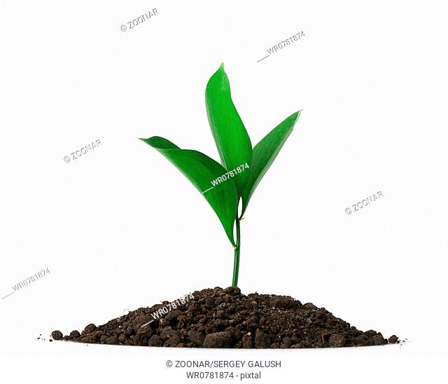 Heap dirt with a green plant