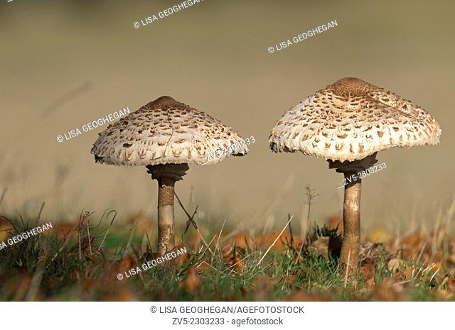 Parasol Mushroom-Macrolepiota procera