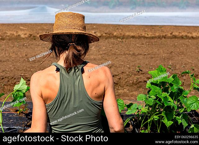A close up and rear view of a healthy young lady with toned shoulders and back, at work on an eco-friendly farm as she plants organic vegetables