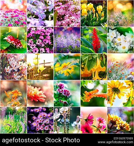 Different flowers collection.Spring theme set