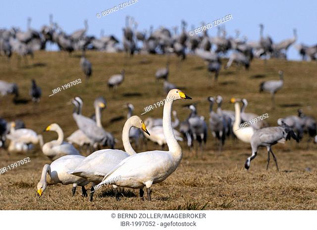 Whooper Swans (Cygnus cygnus) and cranes (Grus grus), rest area, Hornborgasjoen, Vaestergoetland, Sweden, Scandinavia, Europe