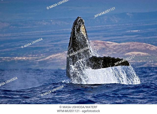 Humpback Whale breaching, Megaptera novaeangliae, Kona Coast, Big Island, Hawaii, USA