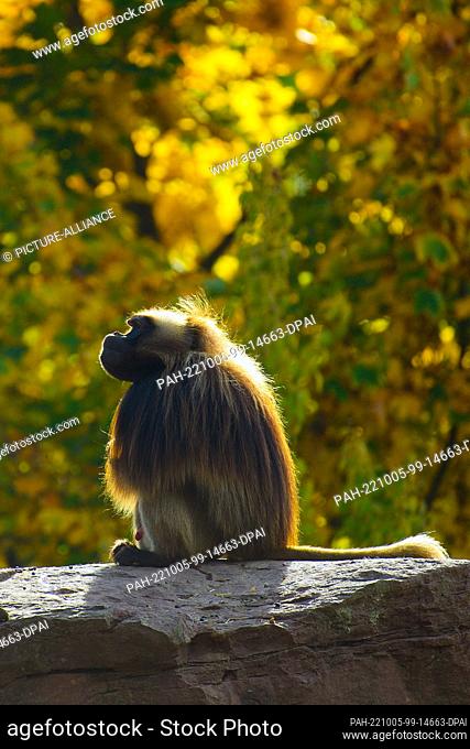 05 October 2022, Saxony-Anhalt, Magdeburg: A blood-breasted baboon sits on a rock in the autumn sunlight at Magdeburg Zoo