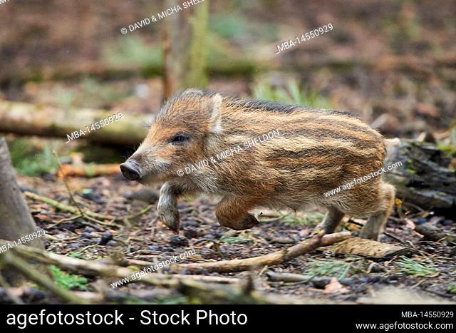 Wild boar (Sus scrofa) in a forest, fresh, Bavaria, Germany, Europe