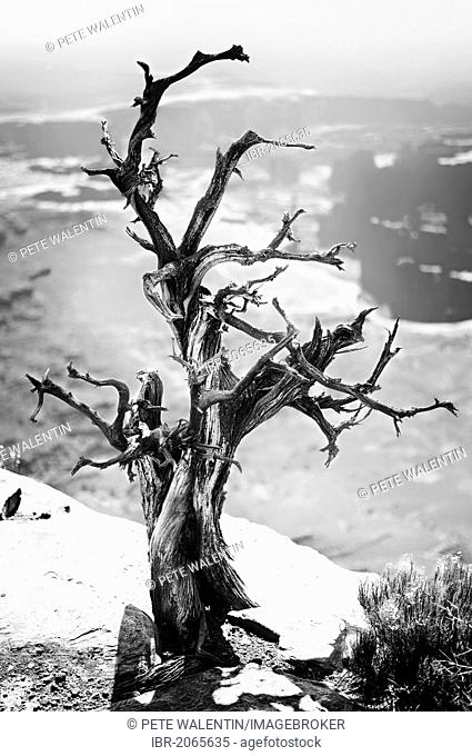Dead tree, Grandview Point, Island in the Sky, Canyonlands National Park, Utah, USA