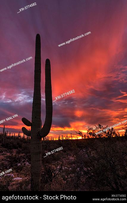 Lone sagauro stand tall against a flaming sunset in Saguaro National Park, Arizona