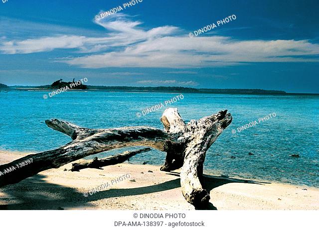 Driftwood at sea ; Wandoor; south Andaman ; India
