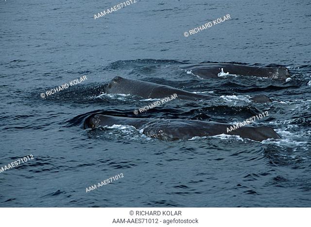 Sperm Whales (Physeter catodon) Galapagos