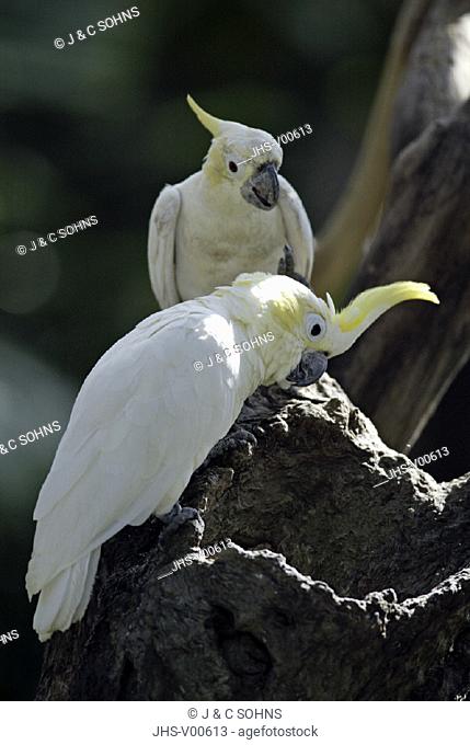 Yellow-crested Cockatoo Cacatua sulphurea Indonesia