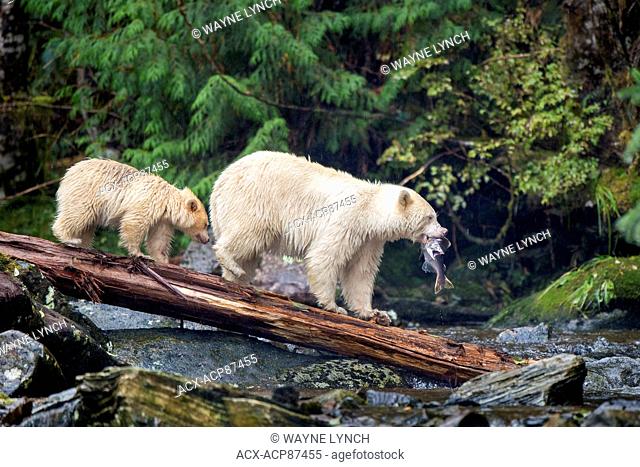 Mother Spirit bear (Ursus americanus kermodei) and yearling cub fishing at a salmon stream, Great Bear Rainforest, British Columbia central coast, Canada