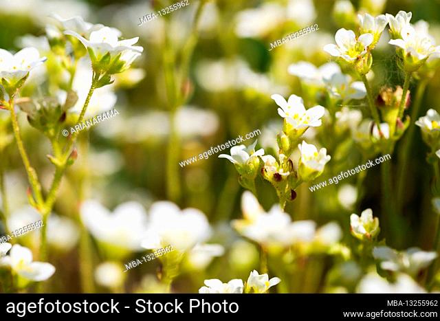 Beautiful white flowers - Astmoossteinbrech, Saxifraga hypnoides, Steinbrech - selective focus