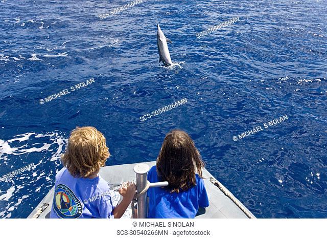 Hawaiian Spinner Dolphin Stenella longirostris spinning with young boaters off the coast of Maui, Hawaii, USA Pacific Ocean Spinner Dolphins occur in pelagic...