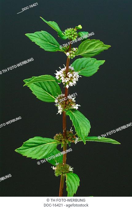 herb - spice - medicinal plant - Mentha piperita - Menta piperina